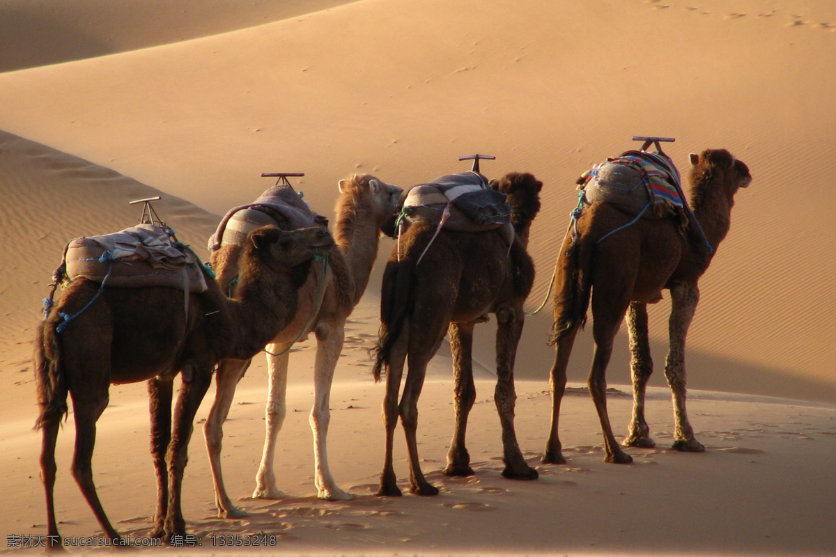 沙漠之舟 哺乳动物 单峰驼 双峰驼 沙漠骆驼