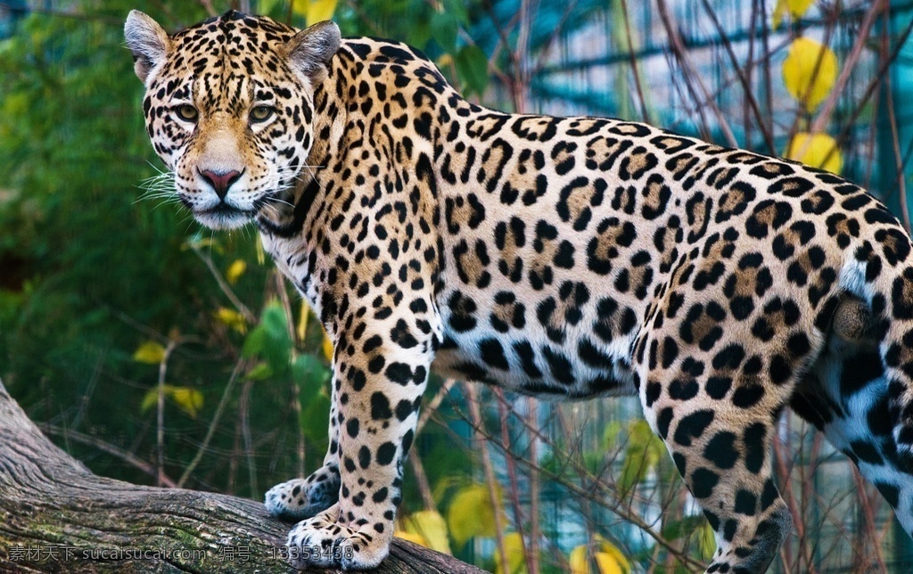 豹子 豹 panthera pardus 金钱豹 文豹 银钱豹 leopard panther 花豹 动物 猫科动物