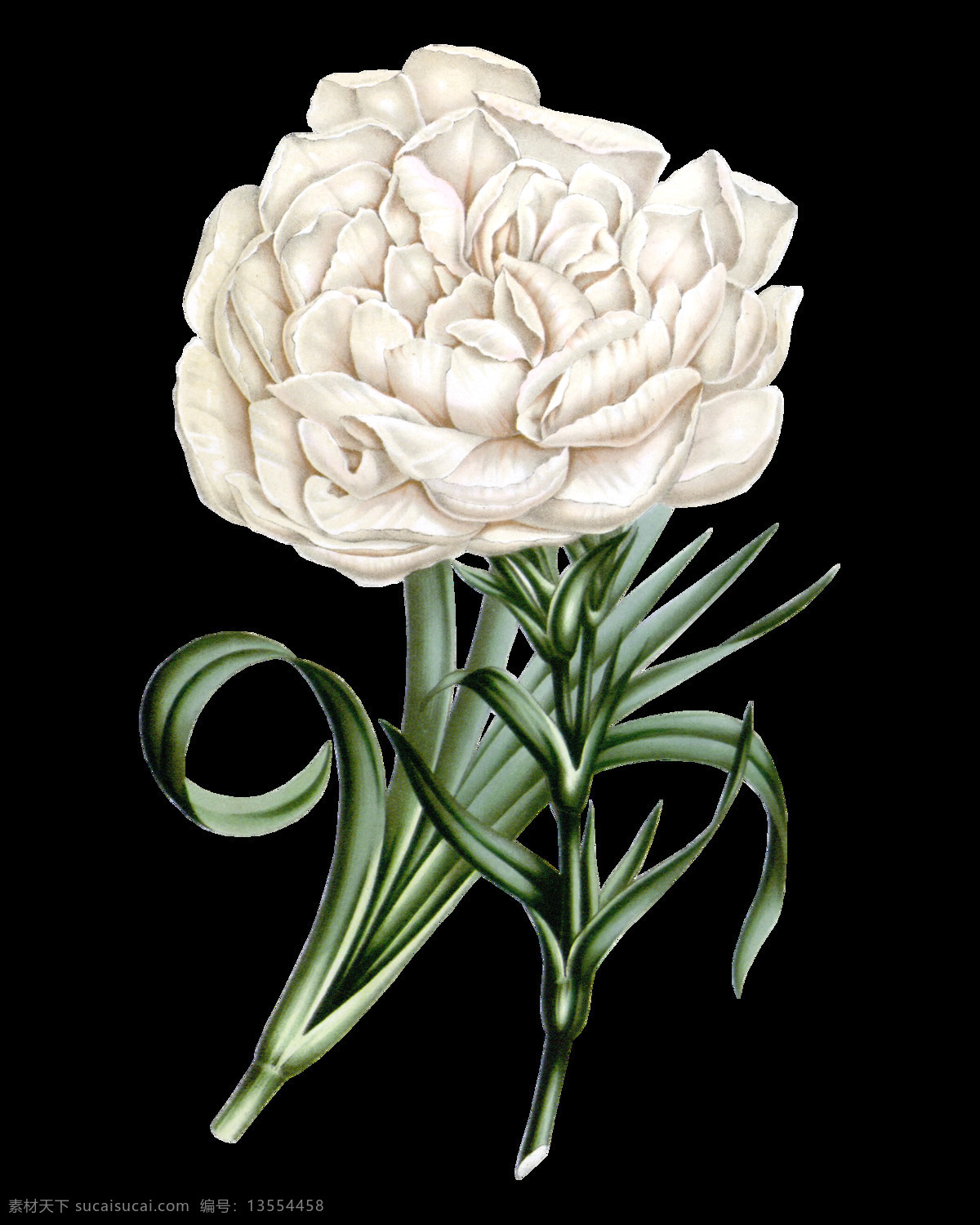 白色 康乃馨 实物 花朵 元素 白色花朵 含苞待放 鲜花花朵 鲜花花蕾 鲜花素材花卉