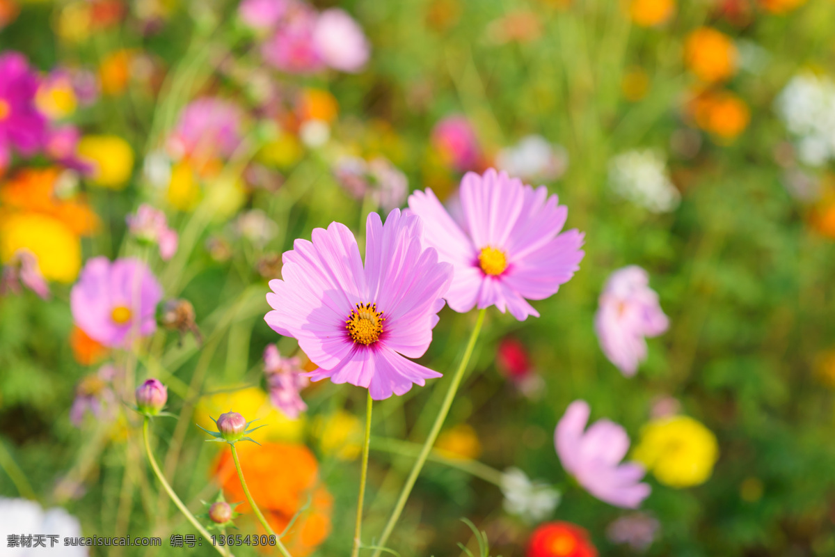 格桑花 花 波斯菊 大波斯菊 张大人花 七瓣梅