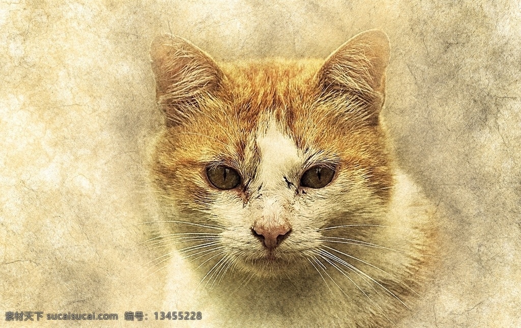 动物水彩画 猫 宠物猫 小猫猫 喵 白猫 瞄 喵咪 可爱小猫 猫海报 小猫 宠物 可爱 咖啡猫 猫爪 猫咪 眼睛猫 黑猫 雪地猫 生物世界 家禽家畜 大头猫 迷人猫 小宠物 家猫 群猫 小猫咪 一只猫 猫眼 野猫 锐利 狸猫 花猫 小可爱 小猫壁纸 猫壁纸 猫设计 猫生活 猫动画 猫摄影 猫素材 猫抠图