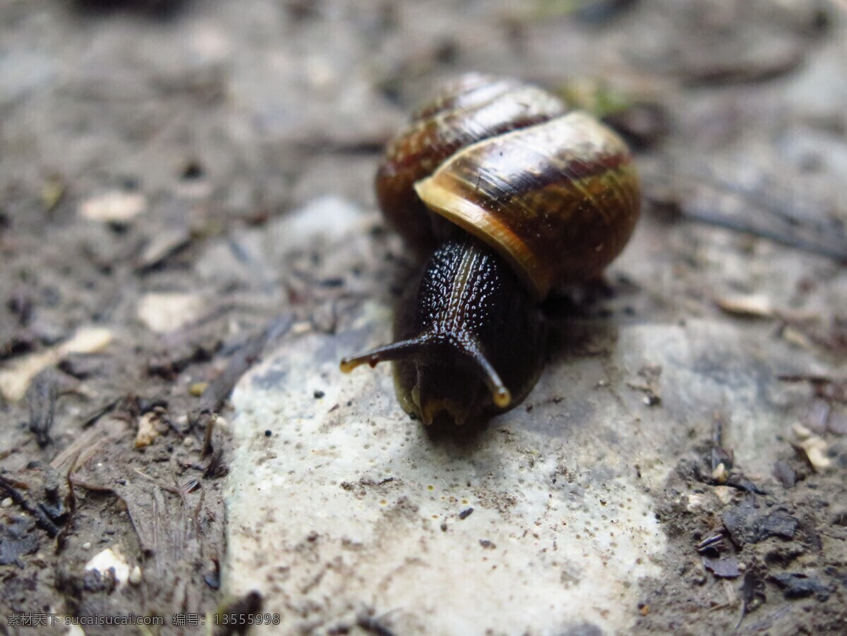 蜗牛 小蜗牛 蜗牛爬行 蜗牛壳 爬行动物 昆虫 小昆虫 驼包 软体动物 小动物 动物 生物世界