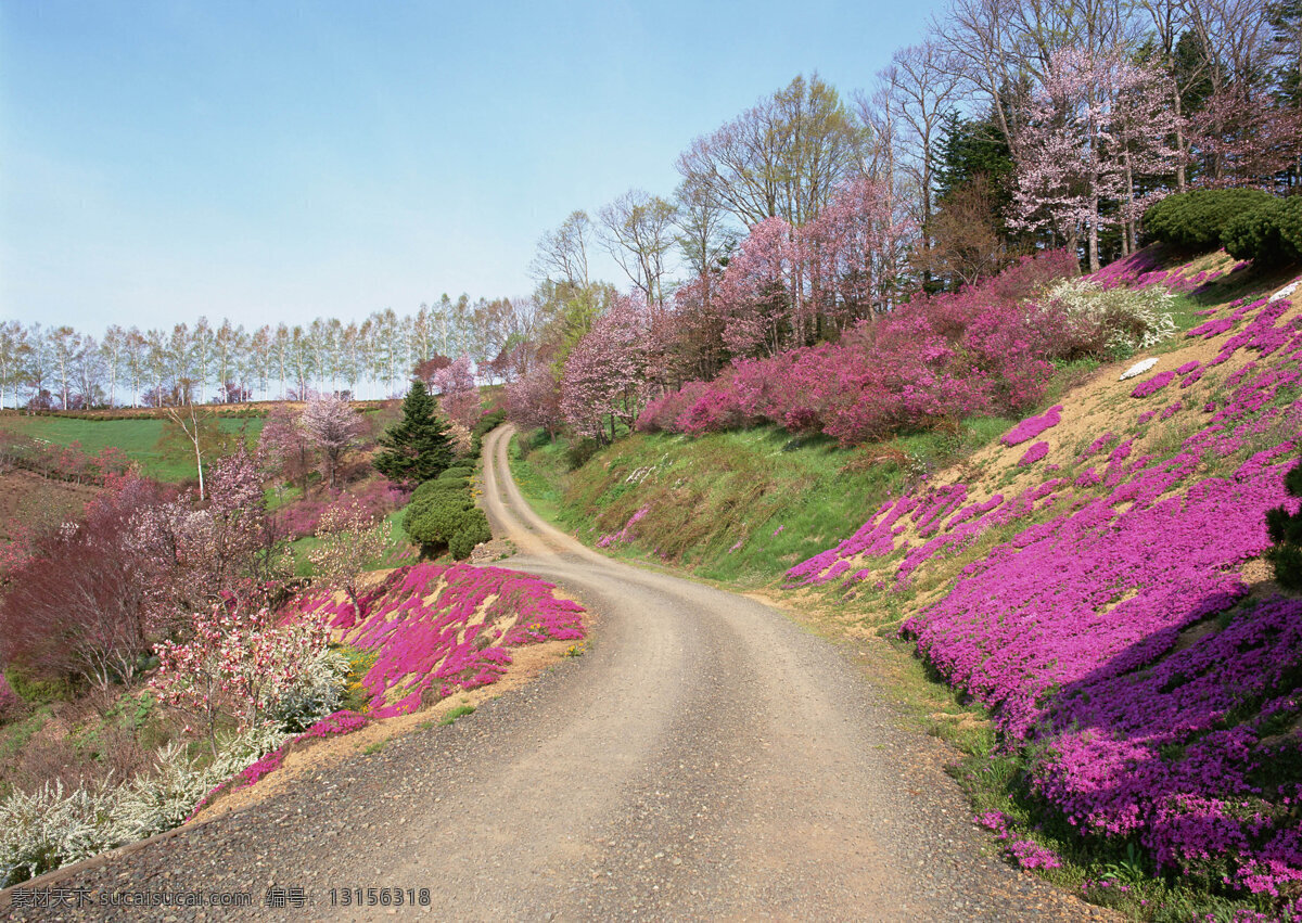 自然风光 摄影图片 草地 花朵 旅游 景区 公路 道路 道路摄影 交通 公路图片 环境家居