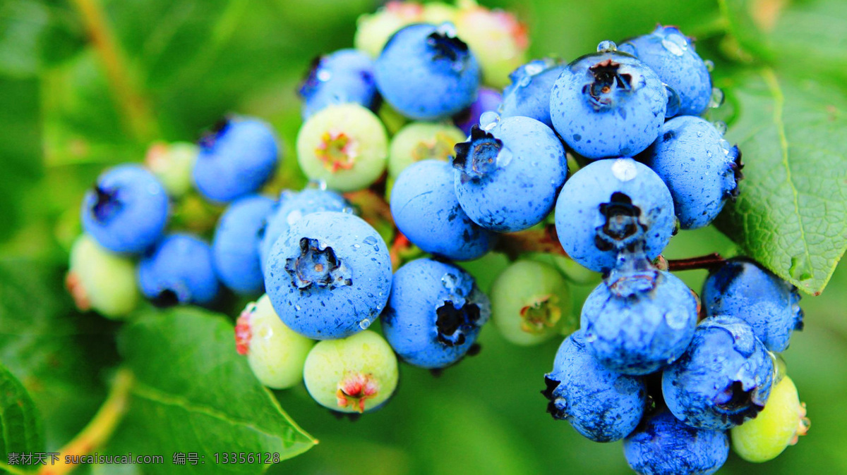 水果 新鲜水果 蓝莓 蓝莓树 蓝莓摄影 蓝莓特写 生物世界