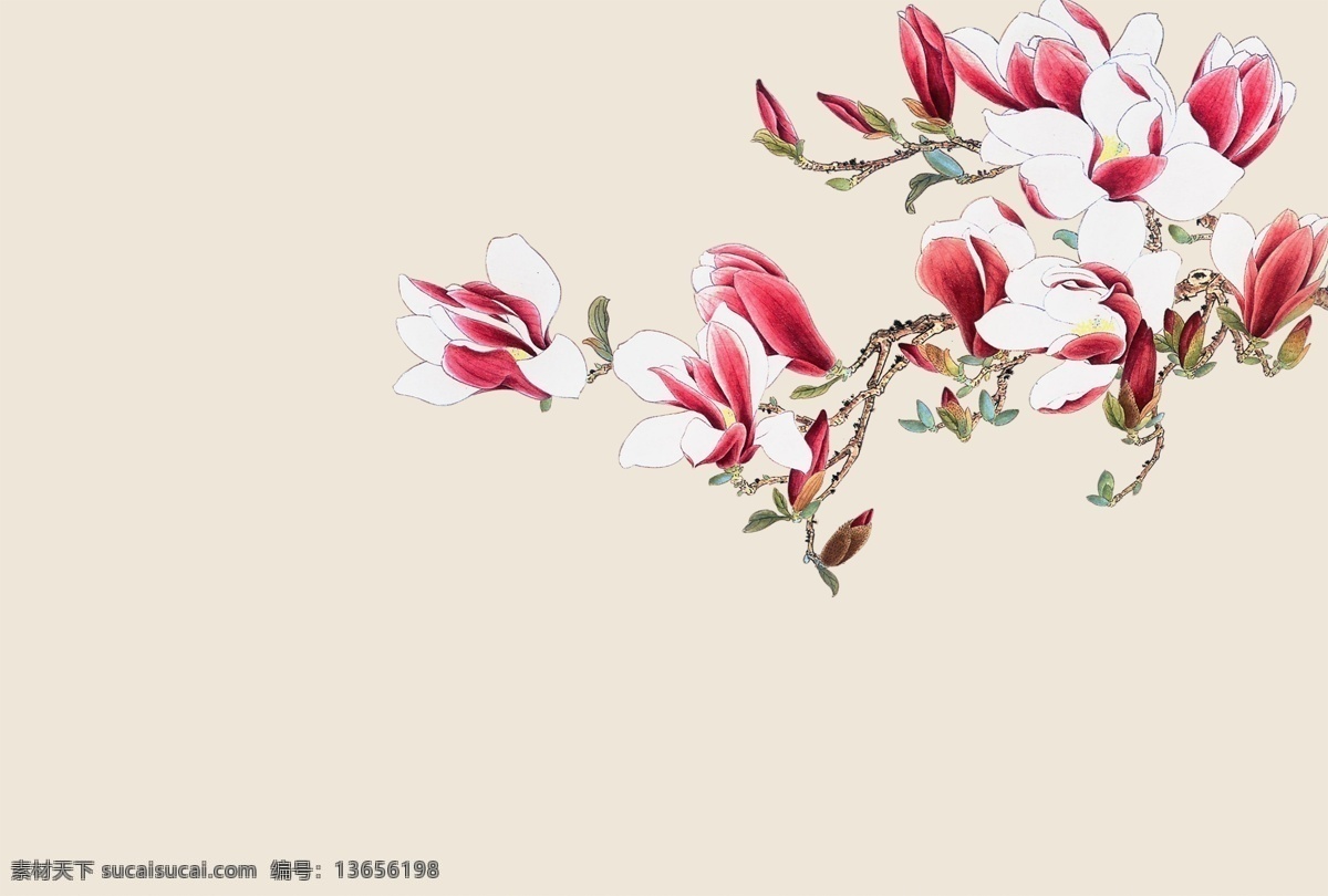 工笔 树枝 玉兰花 白花 红玉兰