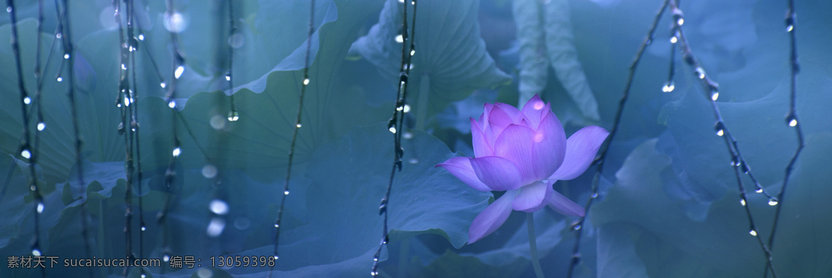 雨 中 荷花 背景 图 淘宝素材 淘宝主图素材 淘宝描述模板 淘宝装修素材 宝贝 详情 页 模板 淘宝海报 海报模板 淘宝 免费 装修 店铺 蓝色