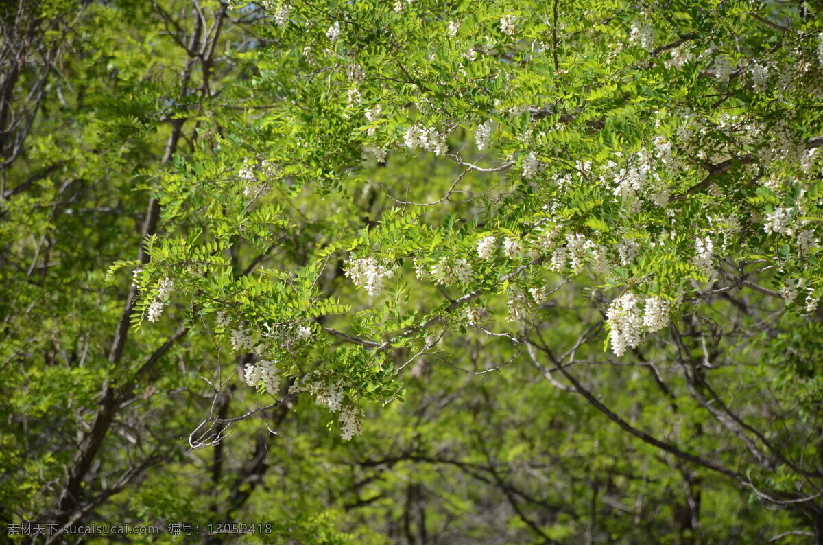槐花 槐树 槐树开花 槐花林 槐树林 槐花节 生物世界 花草 绿色