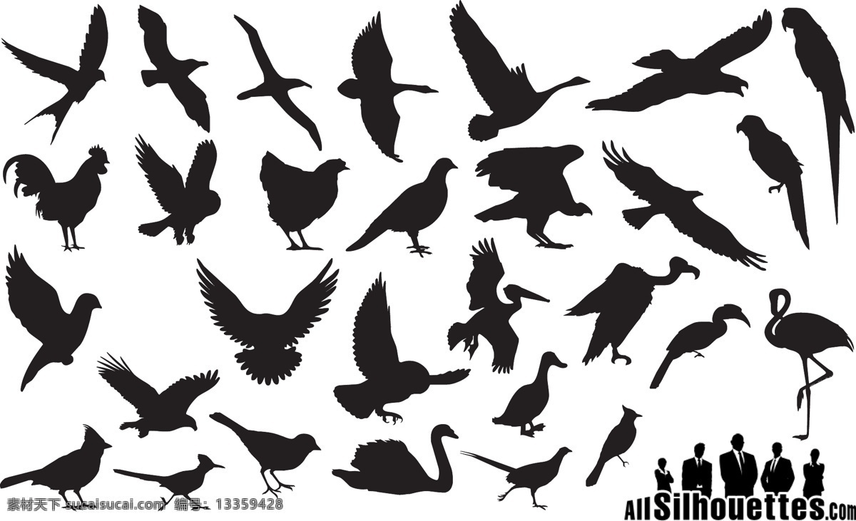 详细 向量 鸟 自由 乌鸦 鸟类 黑色的鸟 矢量图