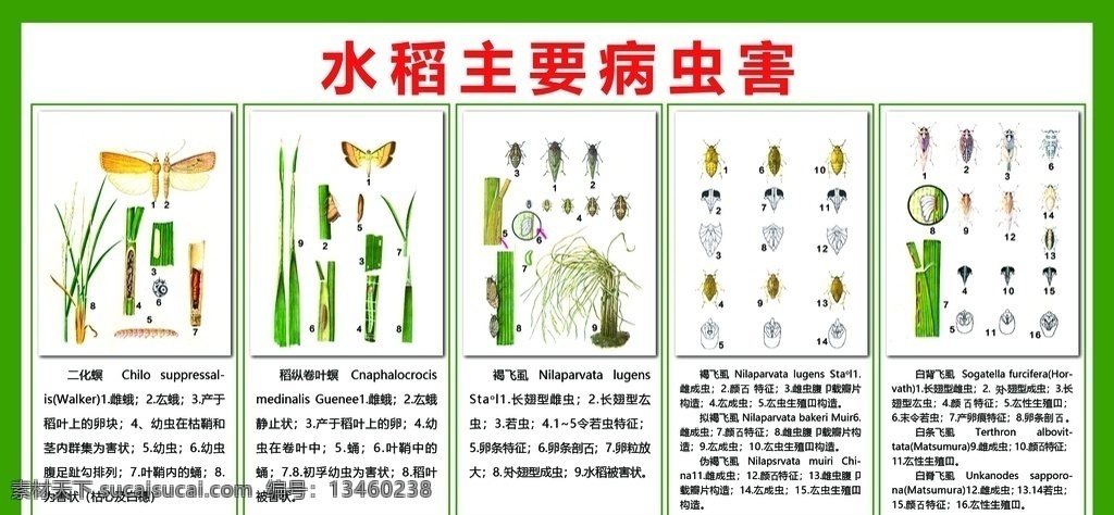 水稻 主要 病虫害 害虫 绿色 防治