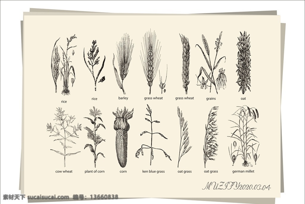 款 入 农作物 手绘 稿 小麦 大麦 燕麦 水稻 谷物 高粱 玉米 玉米种子 植物 蓝草 手绘稿 素描画 生物世界 蔬菜