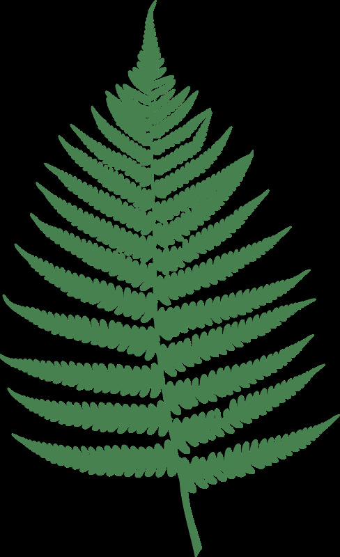 蕨类植物 叶子 剪影 木材 森林 生态 叶 植物 自然 史前 雨林 插画集