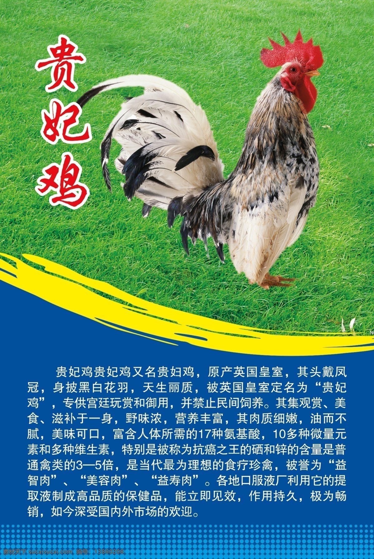 贵妃鸡 贵妃鸡简介 贵妃 鸡 营养 价值 土鸡 家鸡 家禽家畜 动物 广告设计模板 源文件