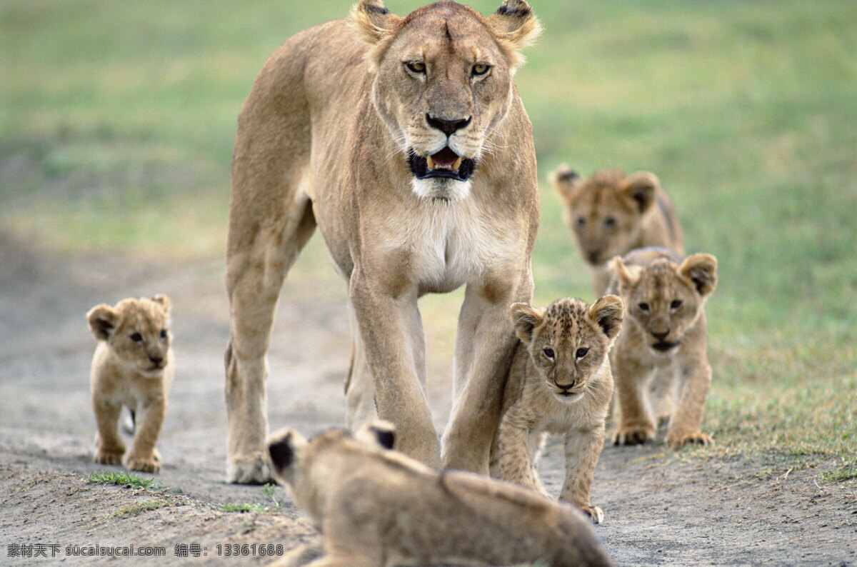 母 狮 自己 幼 非洲野生动物 动物世界 动物 jpg图片 非洲 野生动物 生物世界 摄影图片 狮子 脯乳动物 狮子高清图片 狮子写真 狮子正面 狮子全身图 母狮和幼狮 一群小狮子 陆地动物 灰色