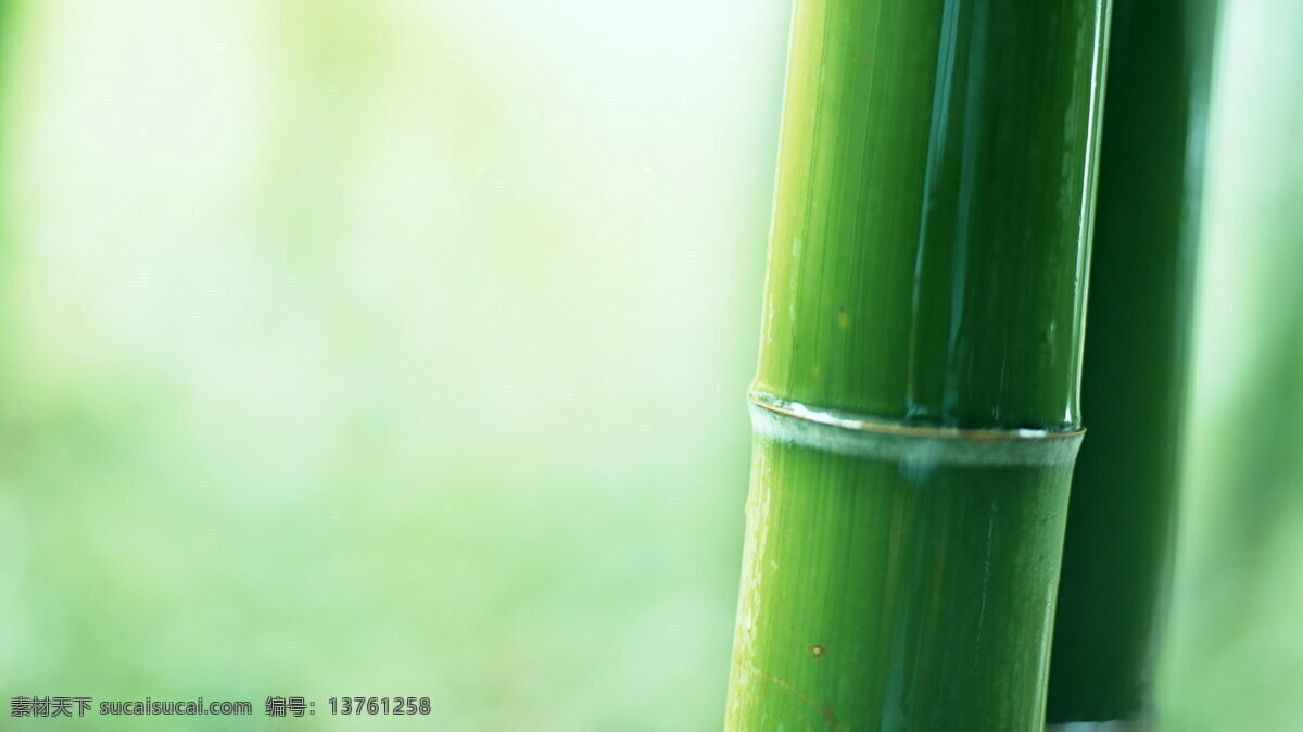 竹子壁纸 竹子 绿色 植物 壁纸 宁静 树木树叶 生物世界