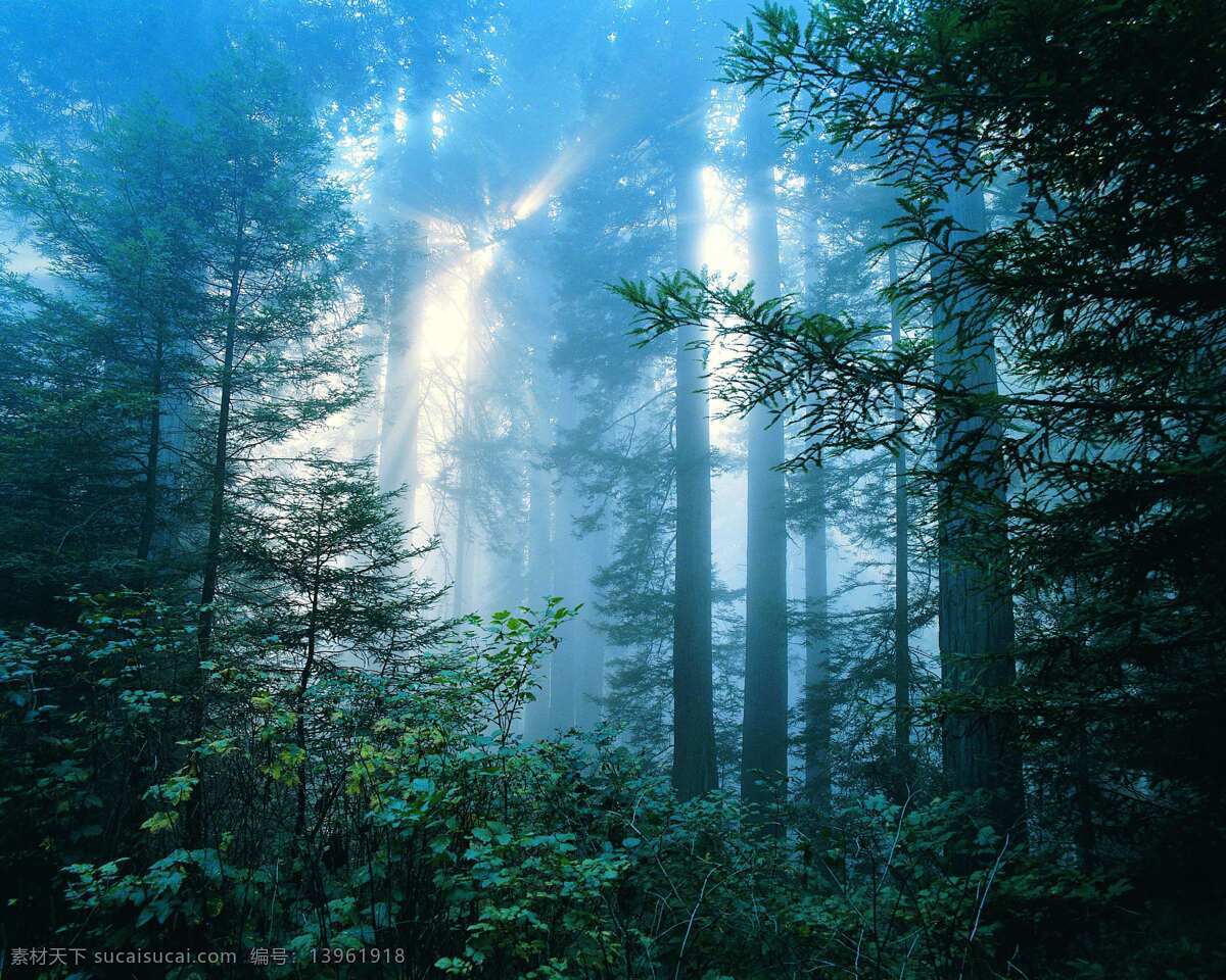 丛林之美 阳光 树 美丽风景 高清大图 自然景观 自然风景 摄影图库