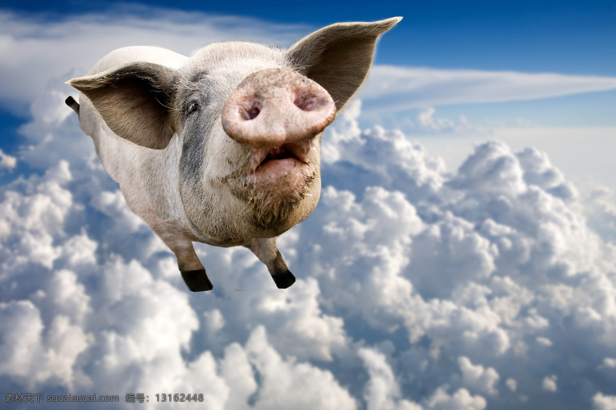 可爱小猪 可爱动物 小猪 飞翔的猪 动物世界 陆地动物 生物世界 白色
