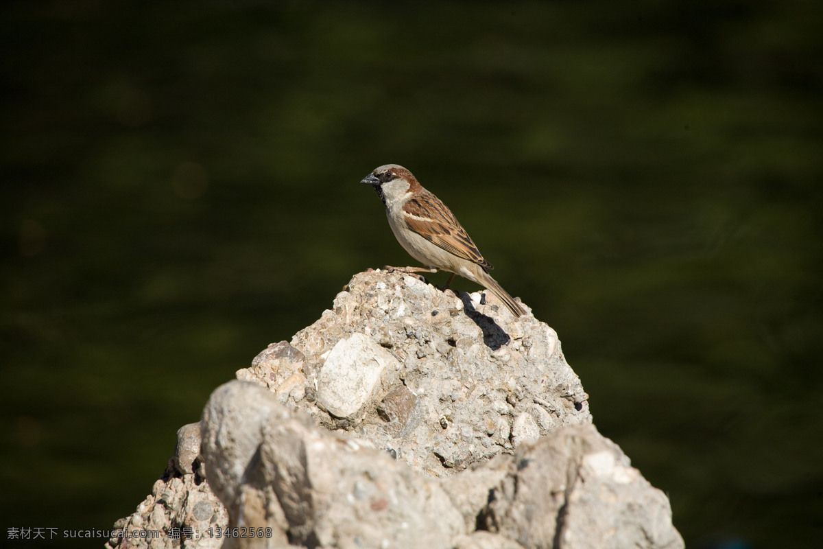 麻雀 翅膀 飞鸟 飞禽 鸟类 生物世界 石头 小鸟 岩石 bird psd源文件