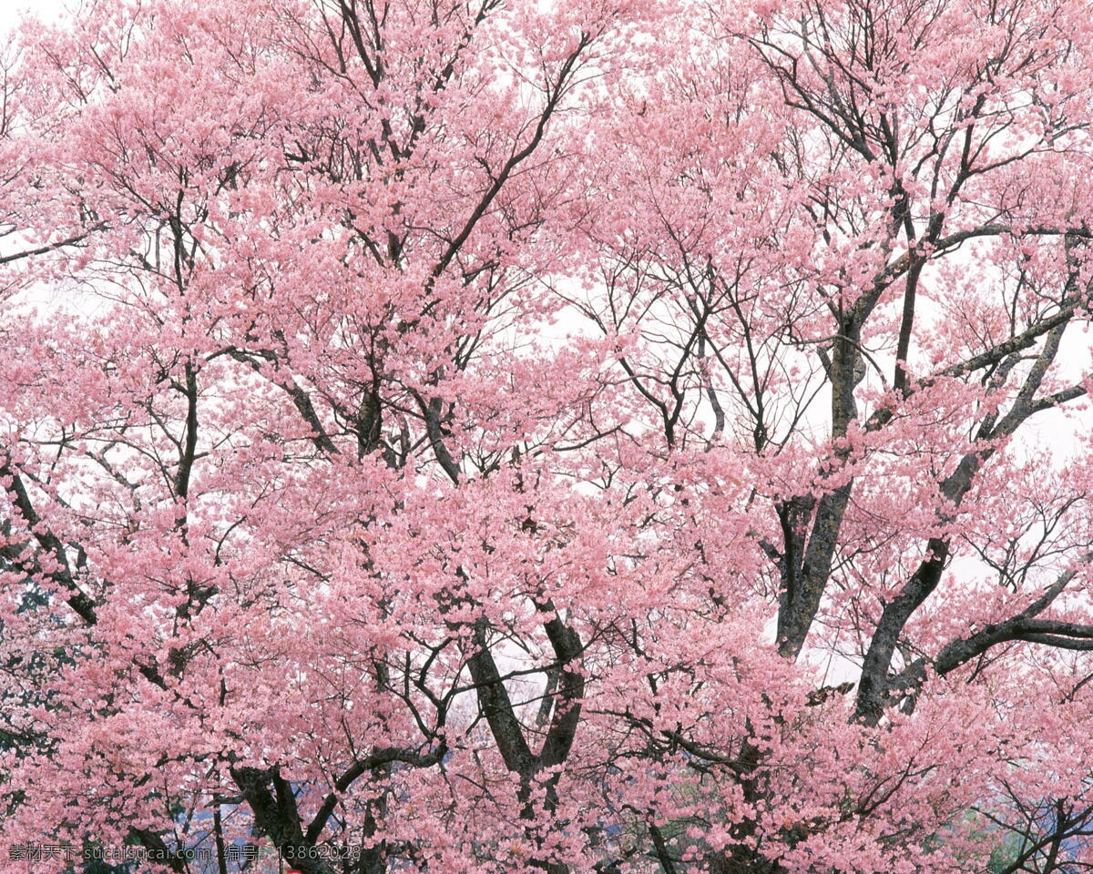 春暖花开 花瓣 花草 花朵 花卉 风景 生活 旅游餐饮