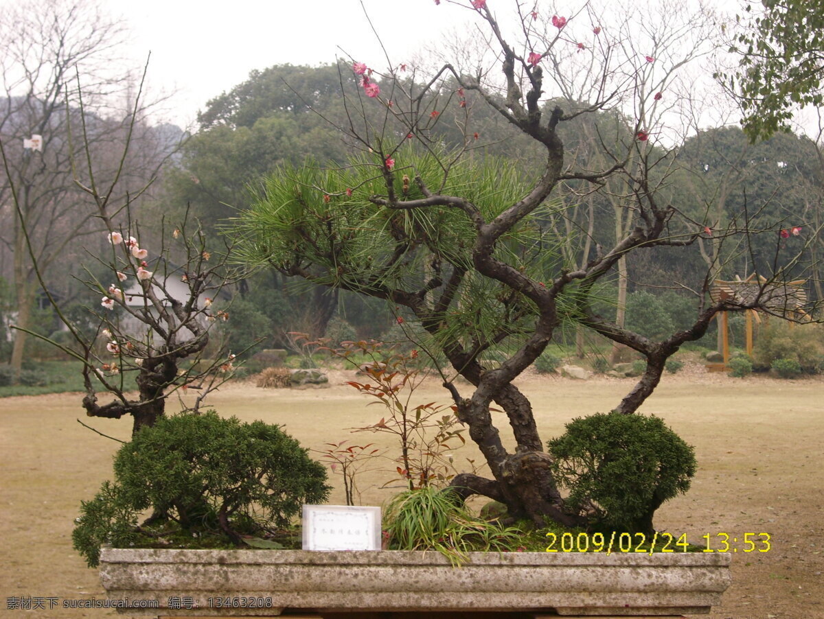 梅花 松柏 盆景 国画 梅花图 梅花图片 盆景图片 梅花盆景图片 盆景图库