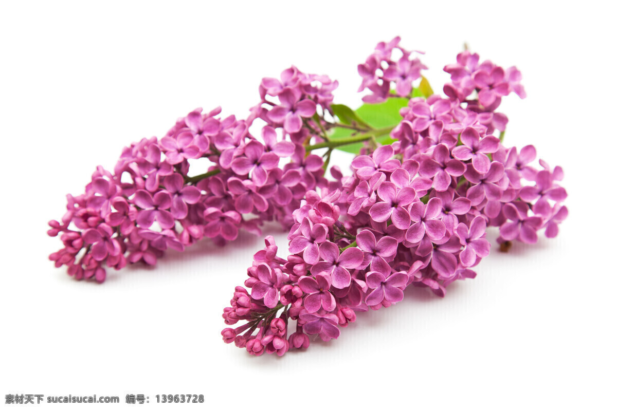 植物 鲜花 特写 花朵 花卉 摄影图 花草树木 生物世界