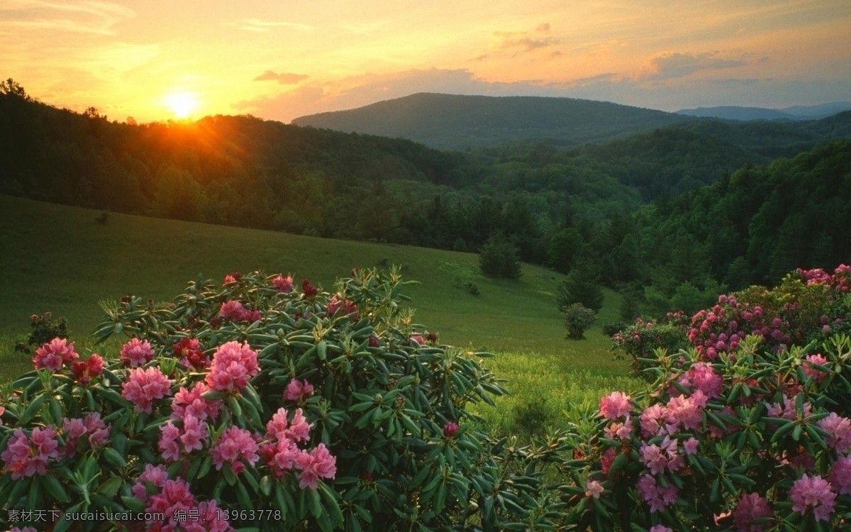 夕阳 下 花朵 高山 风景 野花 野花林 远山 树林 树木 花卉 春暖花开 自然风景 唯美风景 山水风景 风景图片