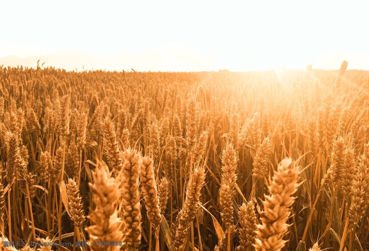 小麦 麦子 麦穗 农作物 庄稼 生物世界 其他生物