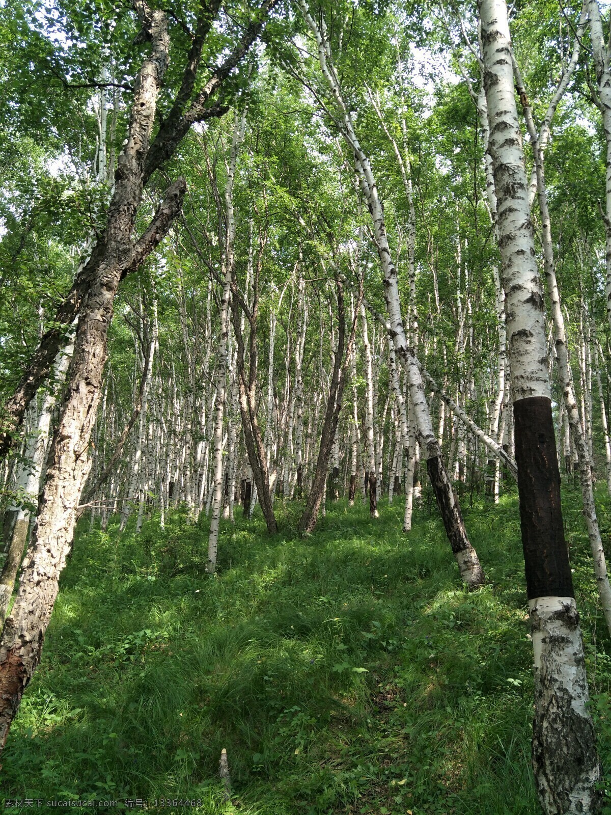 白桦林 林木 树木 树叶 树林 森林 绿树 生物世界 风景图 花草