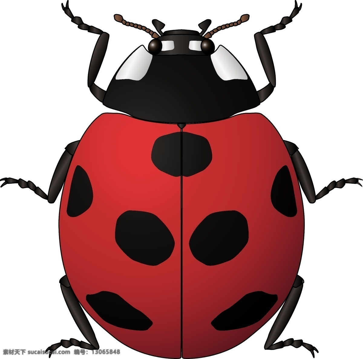 昆虫系列 七星瓢虫 红色 矢量图 昆虫 昆虫纲 动物界 节肢动物 insect 大自然 卡通 剪影 黑白 户外 野外 标本 精美 装饰 背景 底图 设计元素 海报 潮流 瓢虫 红娘 金龟 金龟子 臭龟子 花大姐 甲虫 甲壳虫 胖小 二十八星瓢虫 害虫 矢量 昆虫类 动物 生物世界