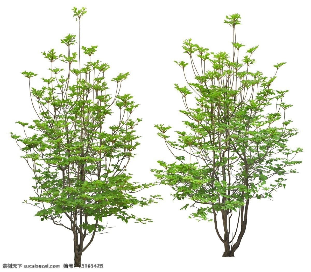 吊钟花psd 吊钟花 乔木 树木 植物素材 psd素材 植物 绿化素材 灌木素材 环境设计 景观设计