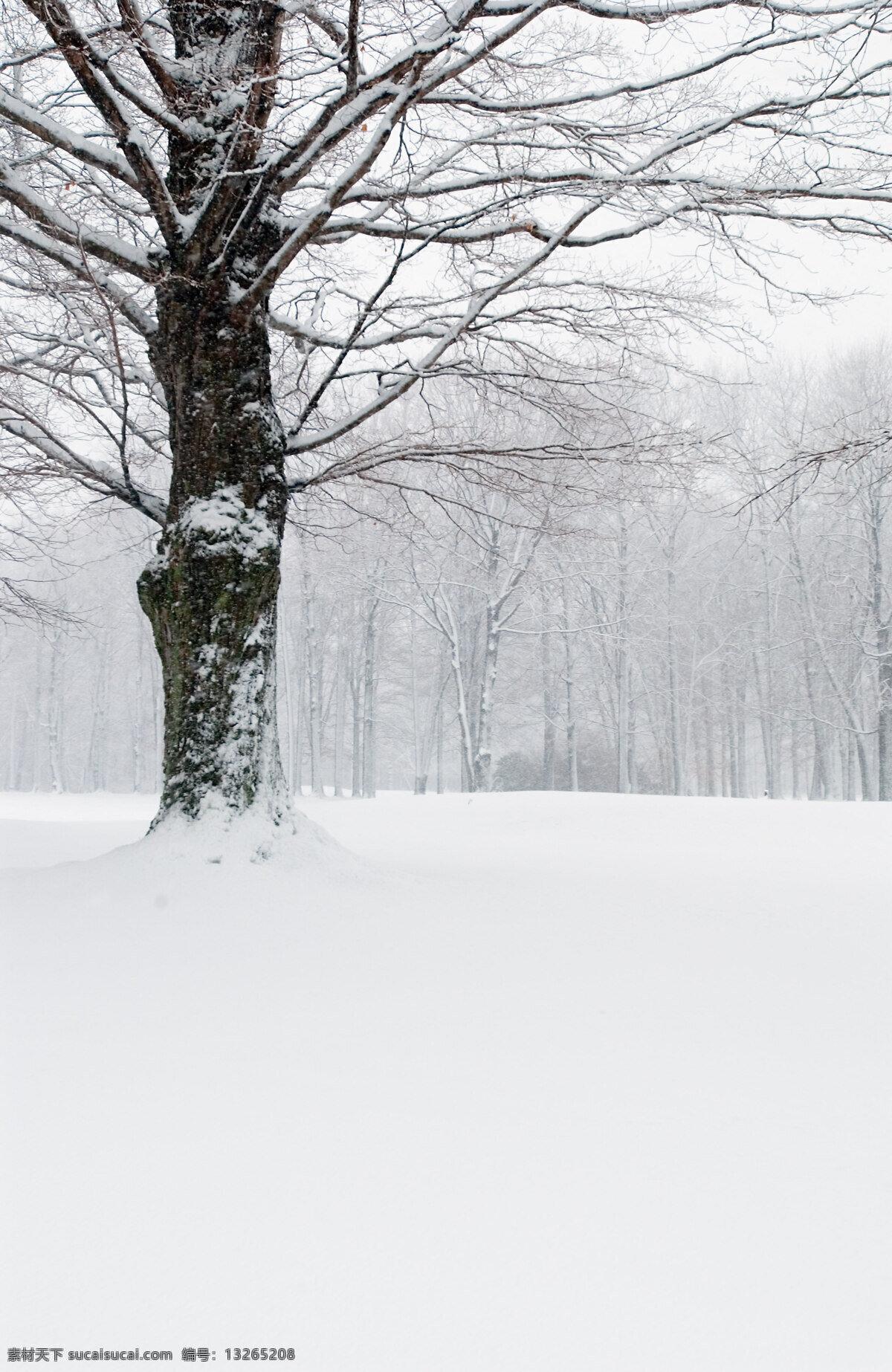 雪景 雪 雾凇 冬天 树木 树林 雪中树林 林区 天空 分享 自然景观 自然风景