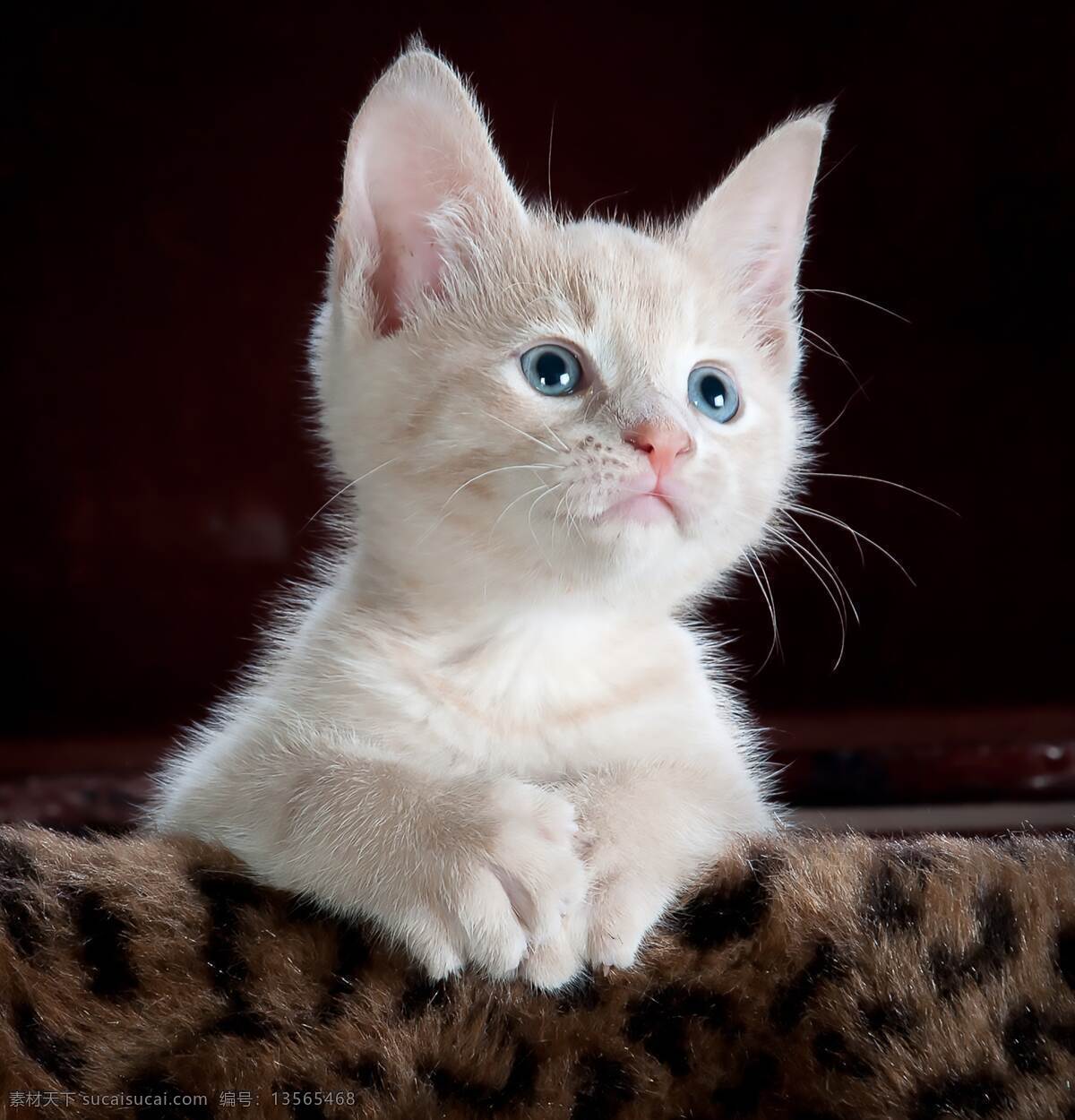 猫咪 小猫 毛茸茸 猫爪 肉垫 可爱 小动物 动物 英短 美短 蓝猫 布偶 橘猫 家猫 流浪猫 摄影图 生物世界 家禽家畜