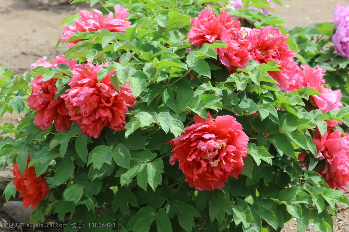 牡丹花 牡丹 观赏花卉 鼠姑 木芍药 百雨金 洛阳花 花朵 花瓣 花蕊 花卉 花儿 花草 植物 园林绿化 绿化景观 芍药牡丹 生物世界