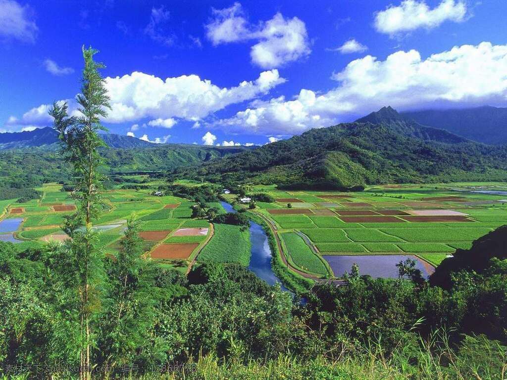 自然美 傍晚 风景 花 画卷 景观 树 天气 早晨 自然 美 生活 旅游餐饮