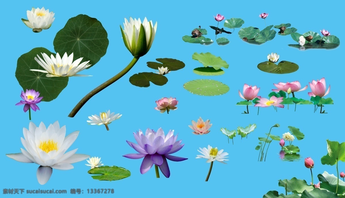 荷花荷叶 荷花 荷叶 池塘荷花 花