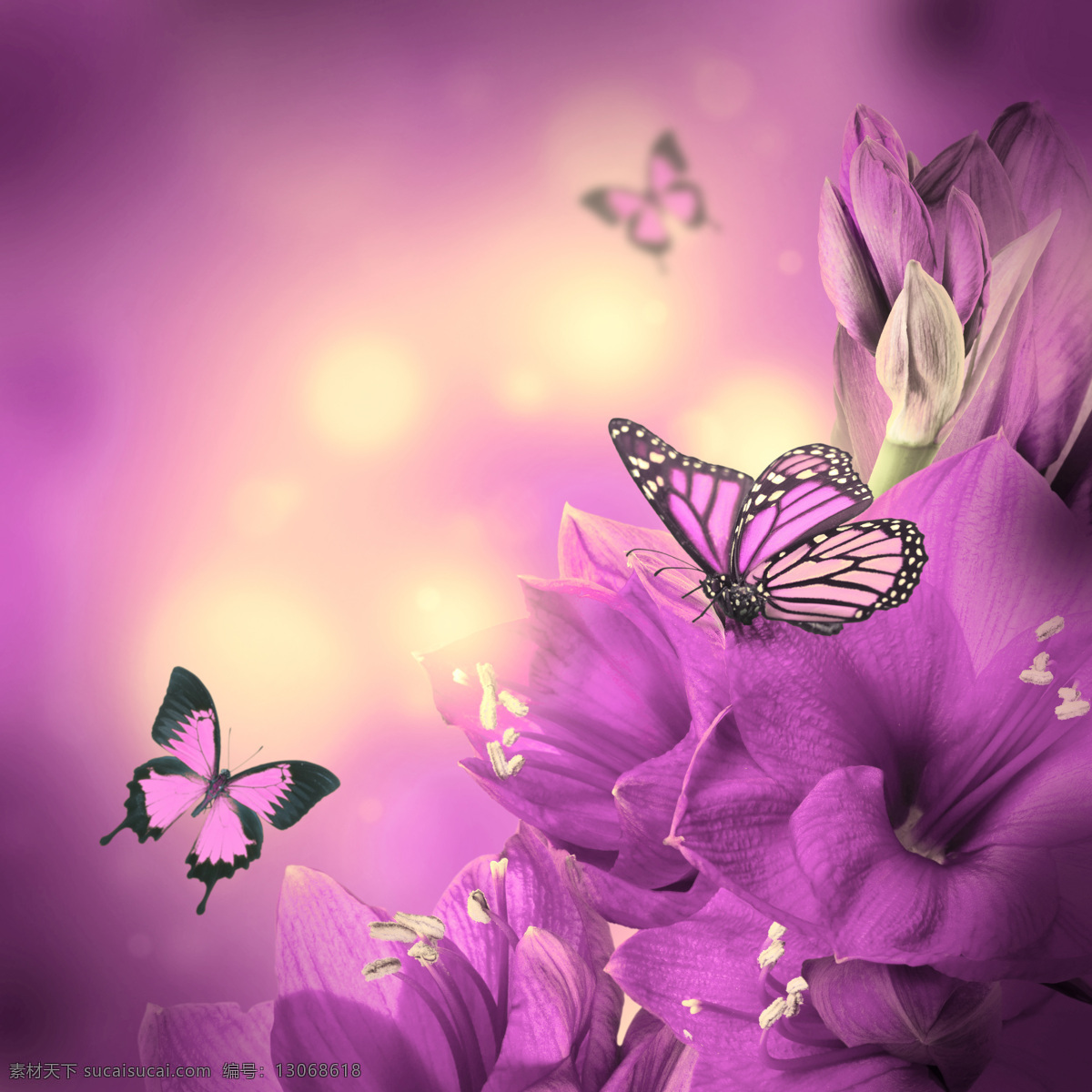 飞舞 蝴蝶 花朵 粉色背景 梦幻背景 紫色 鲜花 花卉 花草树木 生物世界