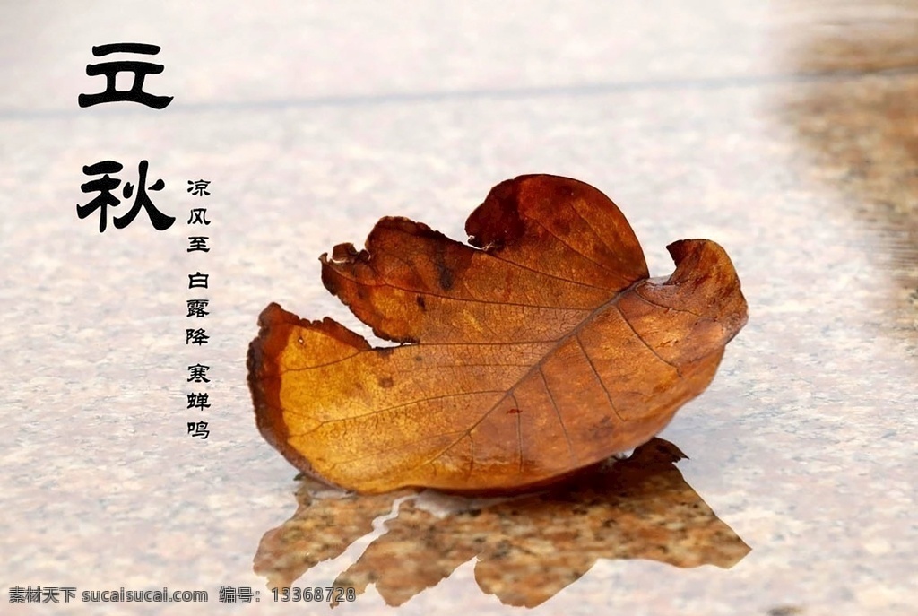 节气海报 立秋 节气 枫叶 落叶 凉风 自然景观 自然风景