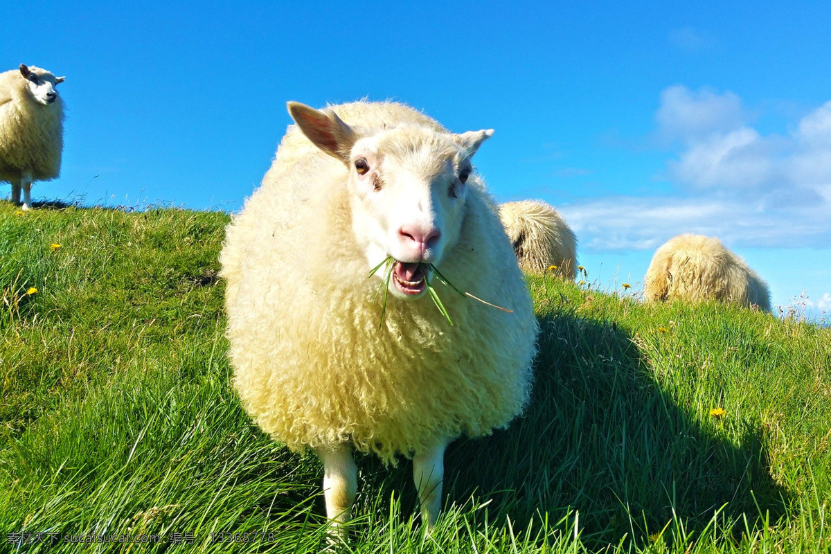 山羊 绵羊 湖羊 岩羊 动物 ram sheep goat 哺乳动物 野山羊 盘羊