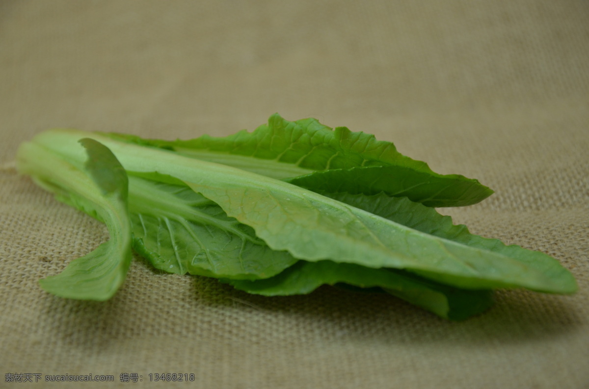 小白菜 青菜 生物世界 蔬菜 油菜 油白菜 夏菘 风景 生活 旅游餐饮