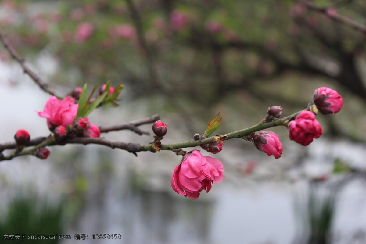 桃花 花 花草 花朵 景观素材 设计素材 生物世界 含苞待放 春季景观 园林植物 psd源文件