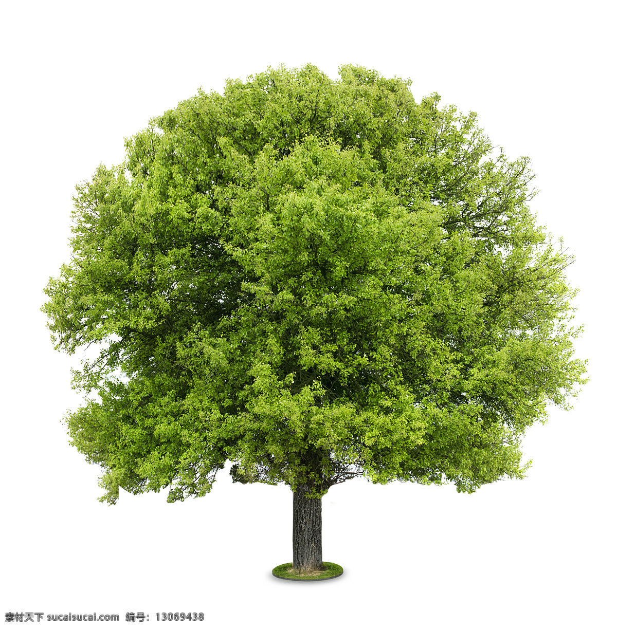 颗 大树 一颗大树 树木 植物 生态 花草树木 生物世界