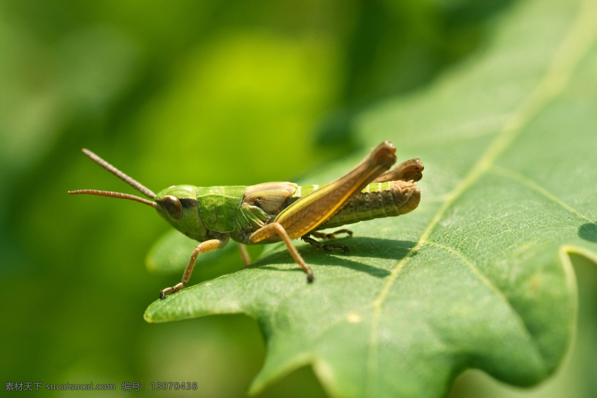 绿色 蚂蚱 摄影图片 草叶 草虫图片 昆虫花鸟 生物世界 昆虫