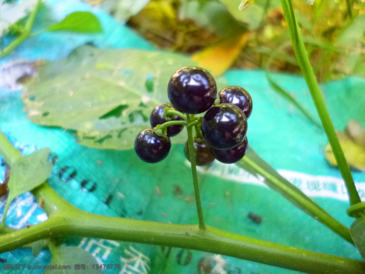 龙葵果 药材 花草 叶子 果子 野生植物 小草 水果 生物世界