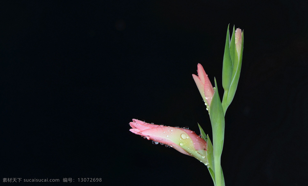 粉色 唐菖蒲 花卉