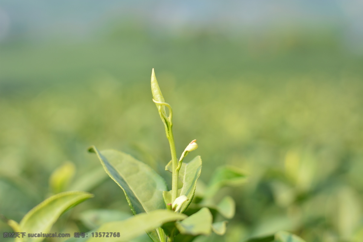 茶叶图片 安吉白茶 茶叶 茶芽 明节茶 茶 自然景观 田园风光