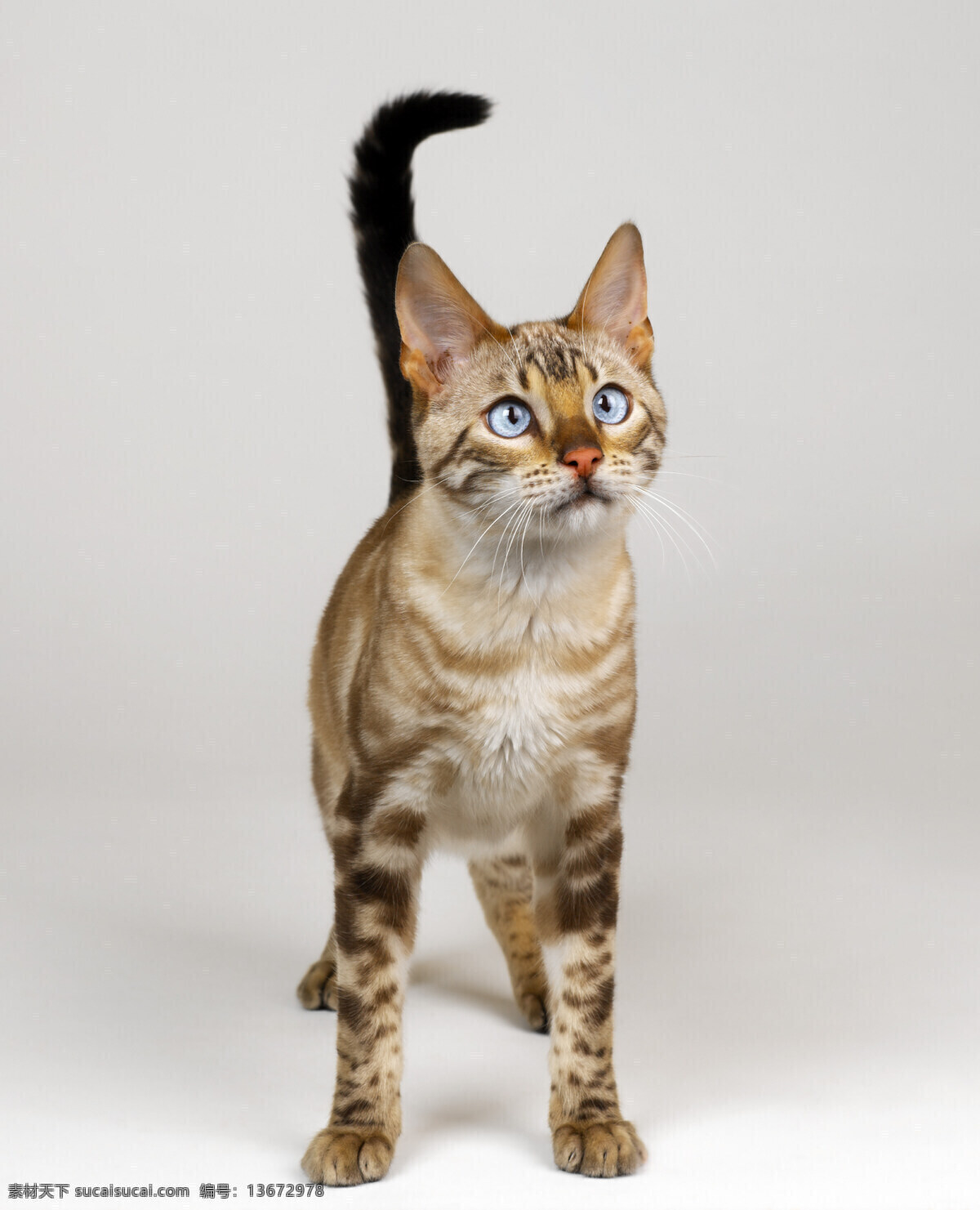 可爱 猫咪 小猫 宠物猫 动物世界 猫咪图片 生物世界