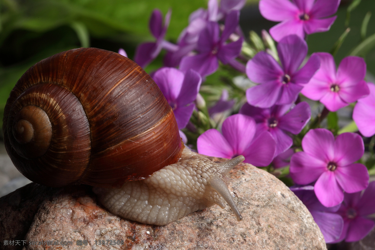 石头上的蜗牛 鲜花 花卉 蜗牛 动物 爬行 无脊椎动物 花纹 触角 贝壳 昆虫世界 生物世界 黑色