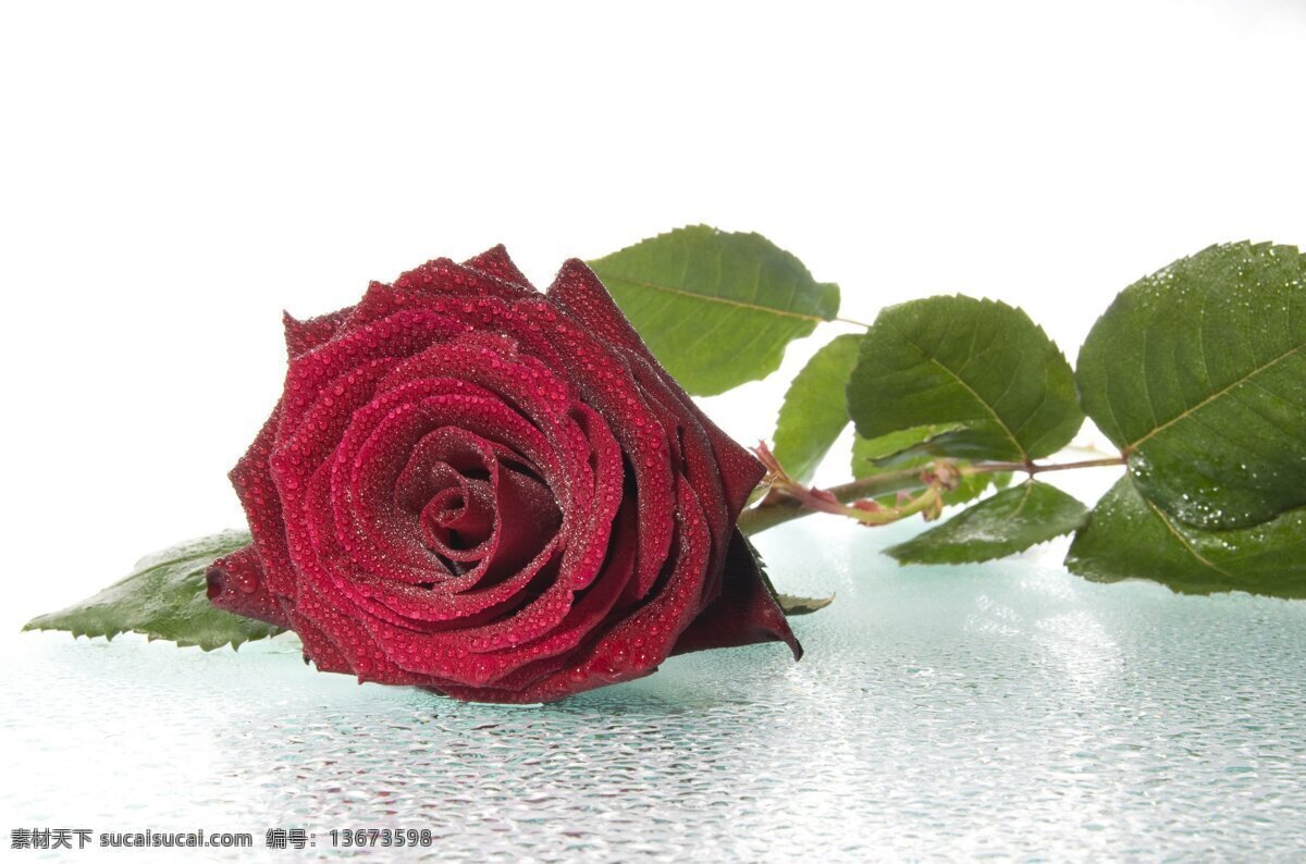 高清 唯美 红玫瑰 花 鲜花 花卉 花朵 花草 植物