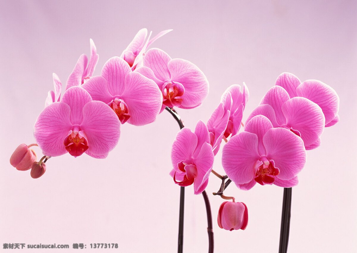 花卉 特写 粉红 红色 花朵 鲜花