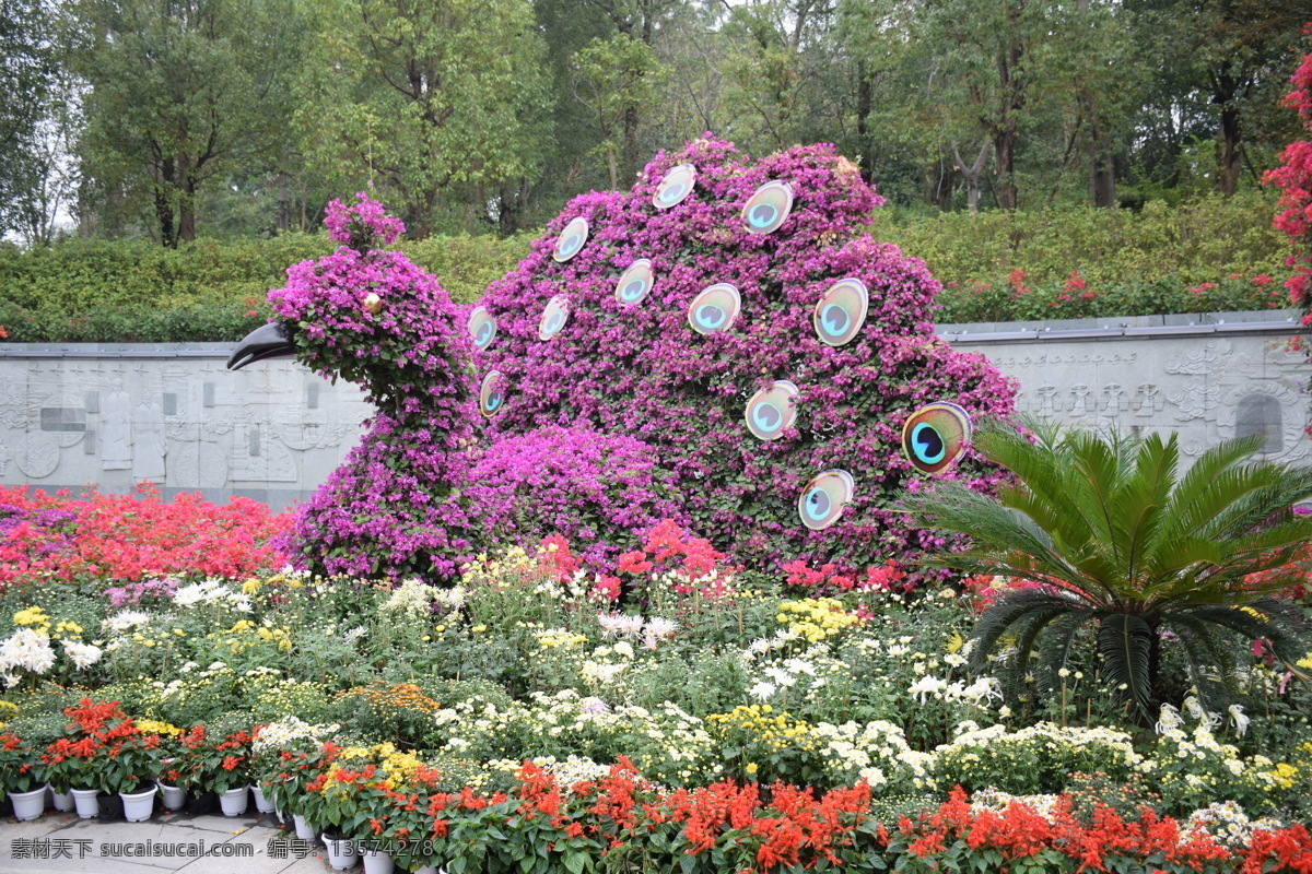 孔雀 造型 三角梅 孔雀造型 花展 植物 勒杜鹃 紫色 粉色 漳州 花花世界 生物世界 花草
