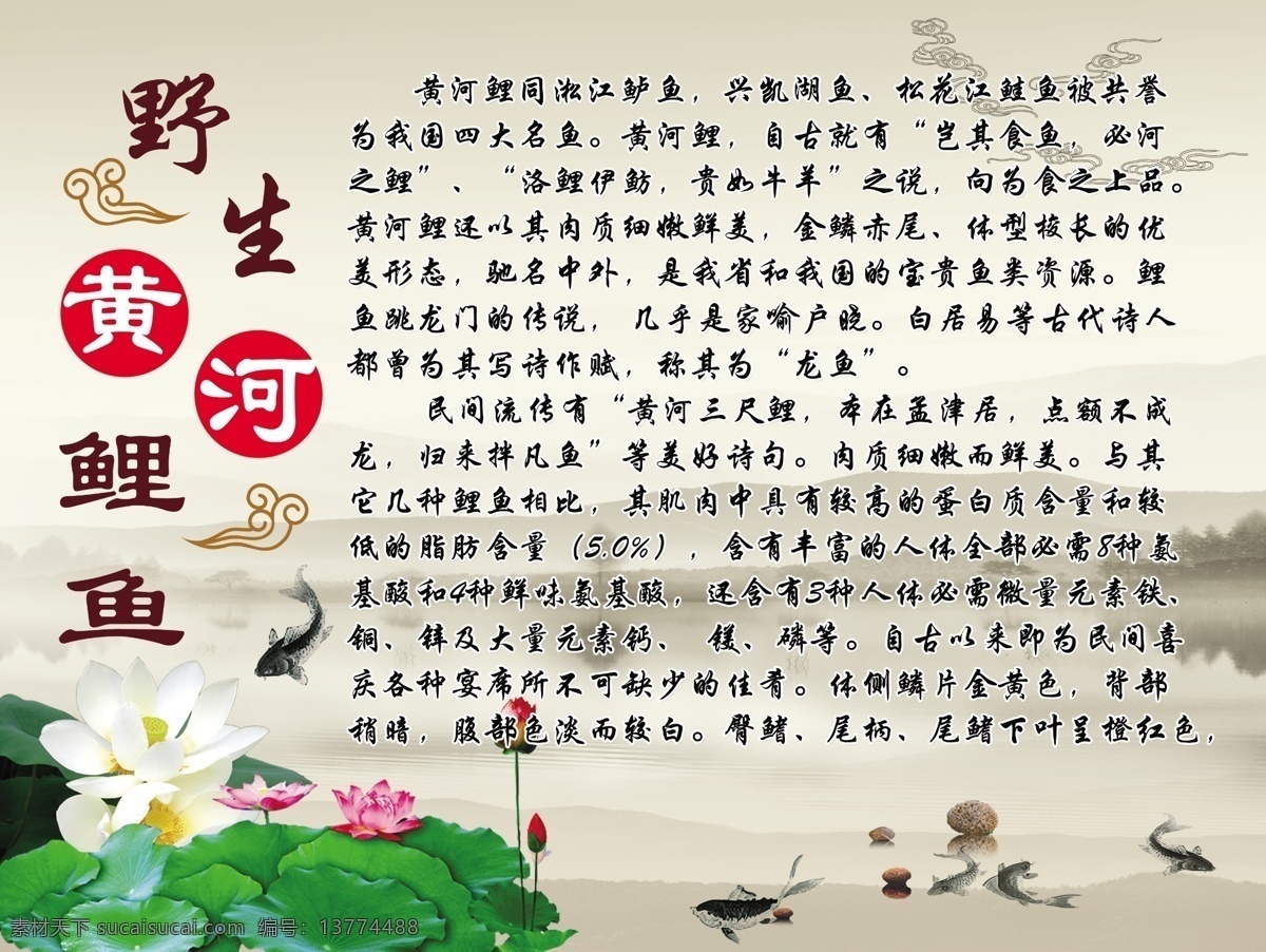 黄河鲤鱼 水墨 淡雅 白色